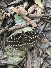 Lexias dirtea