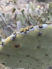 Opuntia tunoidea