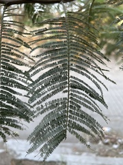 Vachellia pennatula