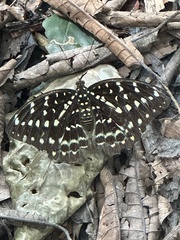 Lexias dirtea