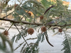 Vachellia pennatula