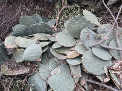 Opuntia tunoidea
