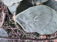 Opuntia tunoidea