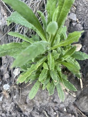 Pseudognaphalium californicum