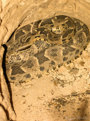 Bothrops mattogrossensis