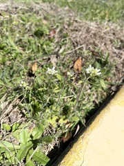 Tomostima platycarpa