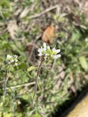 Tomostima platycarpa