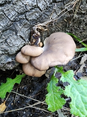 Pleurotus purpureo-olivaceus