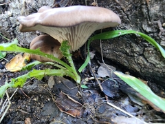 Pleurotus purpureo-olivaceus