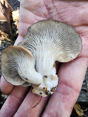 Pleurotus purpureo-olivaceus