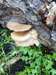 Pleurotus purpureo-olivaceus
