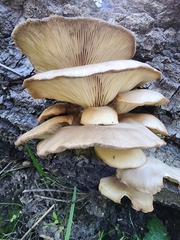Pleurotus purpureo-olivaceus