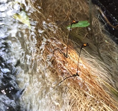 Prodasineura croconota