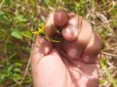 Rhodobaenus