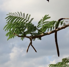 Delonix regia