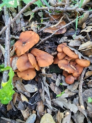 Lactarius rufulus