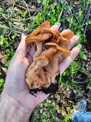 Lactarius rufulus