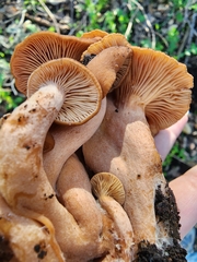 Lactarius rufulus