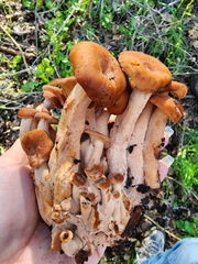 Lactarius rufulus