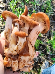 Lactarius rufulus