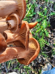 Lactarius rufulus