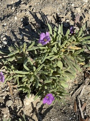 Nama hispida spathulata