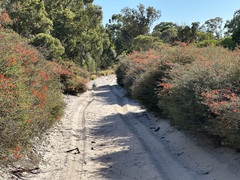 Melaleuca pulcherrima