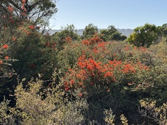 Melaleuca pulcherrima