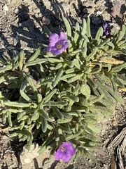 Nama hispida spathulata