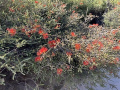 Melaleuca pulcherrima