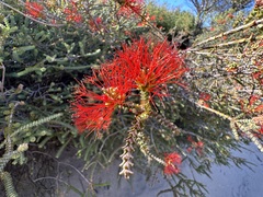 Melaleuca pulcherrima