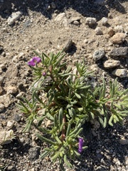 Nama hispida spathulata