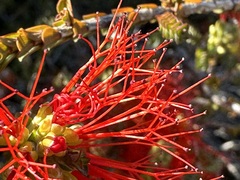 Melaleuca pulcherrima