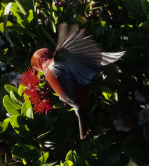 Himatione sanguinea