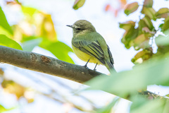 Myiopagis viridicata