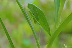 Microcentrum marginatum
