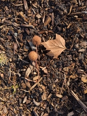 Platanus occidentalis