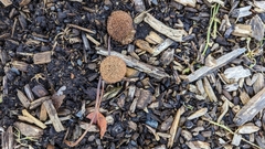 Platanus occidentalis