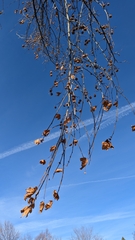 Platanus occidentalis