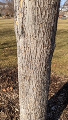 Platanus occidentalis