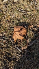 Platanus occidentalis