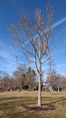 Platanus occidentalis