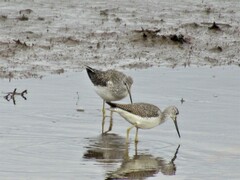 Tringa melanoleuca