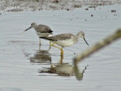 Tringa melanoleuca