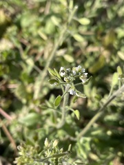 Tomostima platycarpa