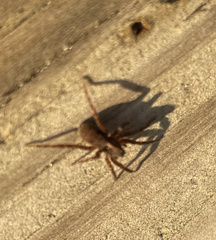 Trochosa terricola