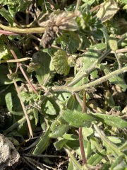 Tomostima platycarpa