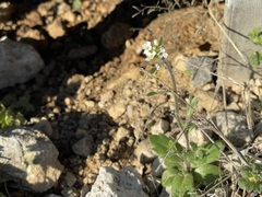 Tomostima platycarpa