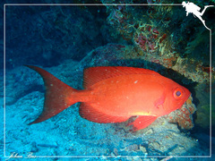 Priacanthus hamrur