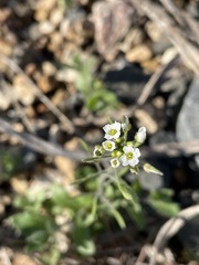 Tomostima platycarpa